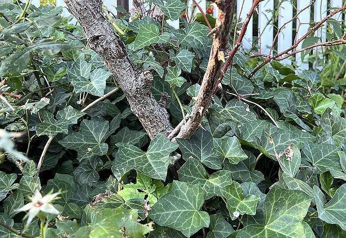 This image provided by Jessica Damiano shows English Ivy (Hedera helix) grows around and up the base of a rose bush on Aug. 6, 2023, in Nassau County, N.Y. (Jessica Damiano via AP)