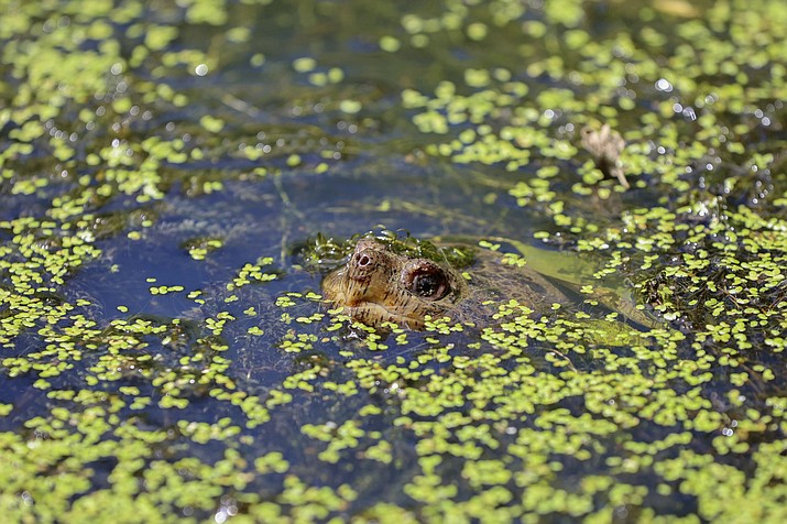 A turtle pokes its nose out of the water in the wetlands inside Sugar Hollow Park in Bristol, Va., June 12, 2023. The Biden administration weakened regulations protecting millions of acres of wetlands Tuesday, Aug. 29, saying it had no choice after the Supreme Court sharply limited the federal government’s jurisdiction over them. (Emily Ball/Bristol Herald Courier via AP, File)
