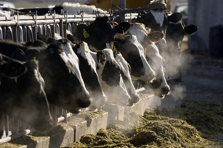 A line of Holstein dairy cows feed through a fence at a dairy farm outside Jerome, Idaho, on March 11, 2009. A California man is going to prison for running a cow pat-to-green energy scheme that authorities say was a load of manure. Ray Brewer of Porterville was sentenced Tuesday, June 27, 2023, to six years and nine months in federal prison for a scam that bilked investors out of nearly $9 million. (Charlie Litchfield/AP, File)