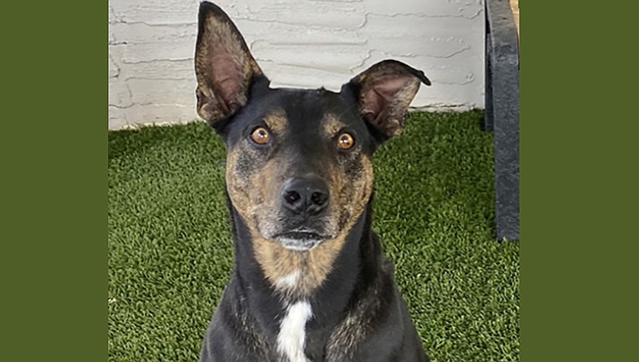 Toes is an approximately 2-year-old boy and may be a Bull Terrier mix. (Courtesy photo)