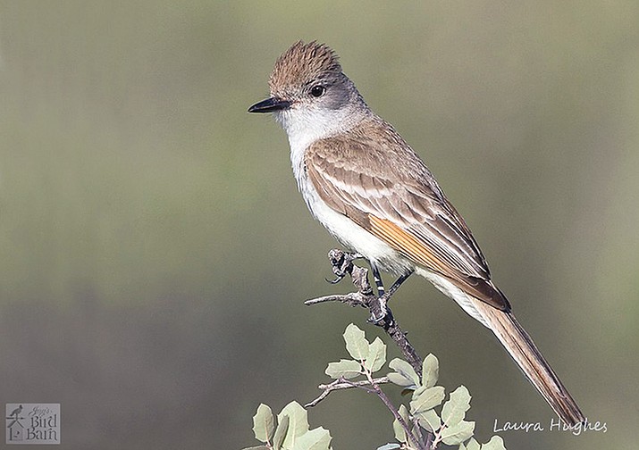 Ash-throated flycatchers are an example of a species that arrives in the Arizona Central Highlands in the spring, and leaves in the fall. (The Lookout/Courtesy)